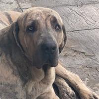 Fila brasileiro