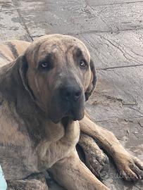 Fila brasileiro