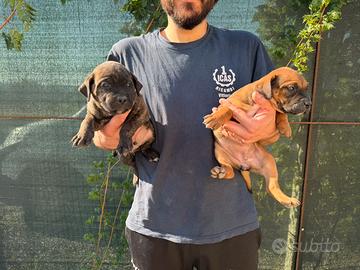 Disponibili cuccioli di cane corso