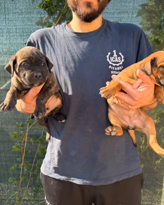 Disponibili cuccioli di cane corso