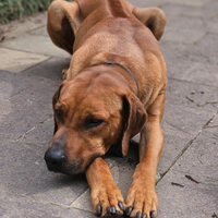 Cuccioli Rhodesian Ridgeback