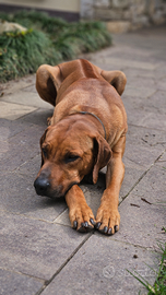 Cuccioli Rhodesian Ridgeback