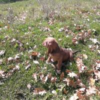 Cuccioli segugio dell'appennino