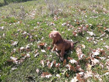 Cuccioli segugio dell'appennino