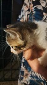 Regalasi gattini