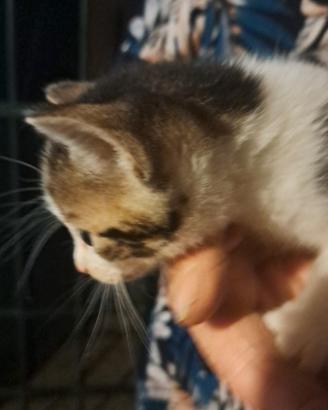 Regalasi gattini