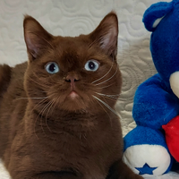 British Shorthair occhi Azzurri ENFI