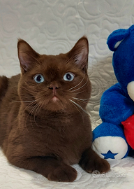 British Shorthair occhi Azzurri ENFI