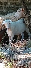 Capretta giovane pura