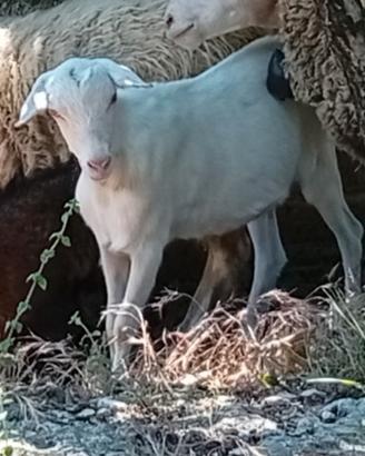 Capretta giovane pura
