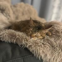 Gatto da compagnia