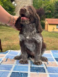 Cuccioli di spinone italiano con Pedigree