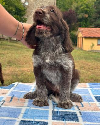 Cuccioli di spinone italiano con Pedigree