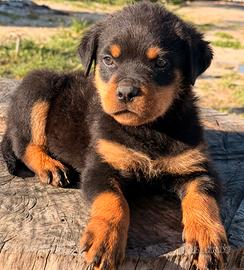 Rottweiler