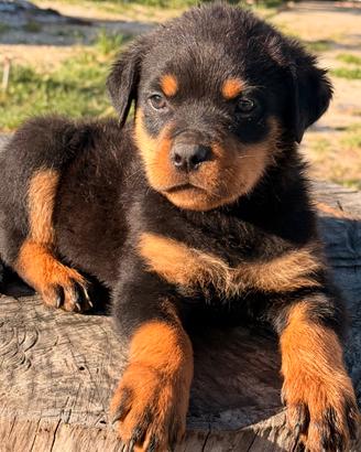 Rottweiler