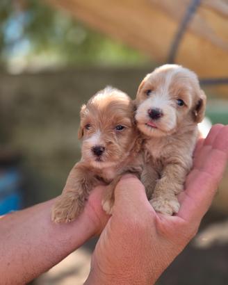 Maltipoo mini/toy