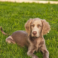 Cuccioli di weimaraner a pelo lungo