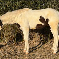 Castrone Paint Horse