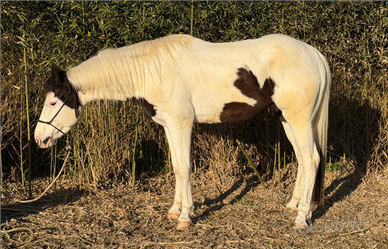 Castrone Paint Horse