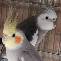 Pappagalli Calopsiti Masci e femmine