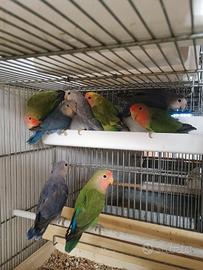 Inseparabili roseicollis giovani