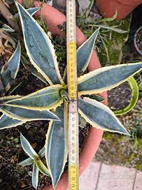  piante di agave variegata americana 