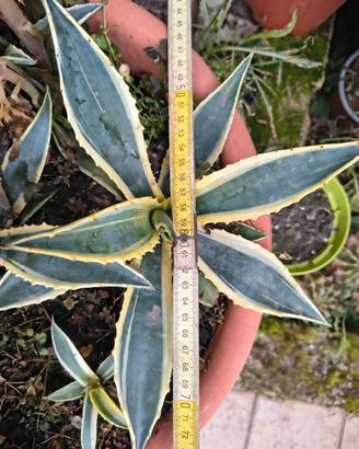  piante di agave variegata americana 