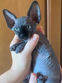 Sphynx