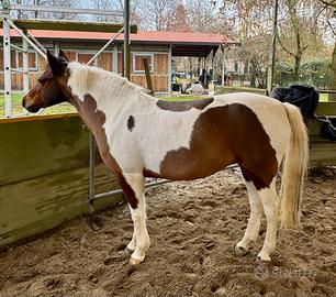 Pony h 125 salto ostacoli cat 80/90