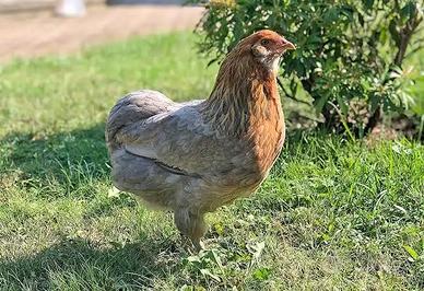 Galline moroseta e araucana