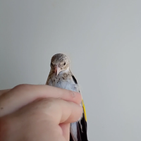 Maschio portatore pastello ala grigia