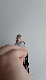 Maschio portatore pastello ala grigia