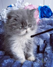 Cuccioli di Gatto Persiano