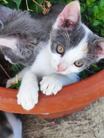 Cucciola siberiano