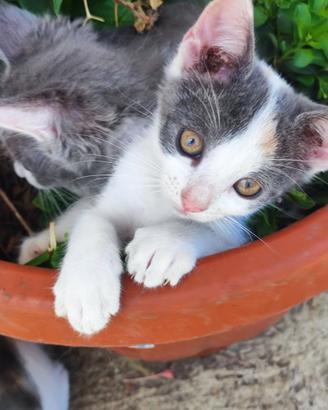 Cucciola siberiano