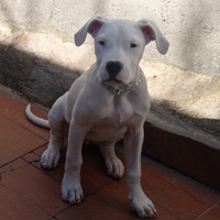 Dogo argentino femmina