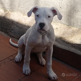 Dogo argentino femmina