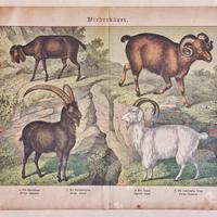 3 litografie zoologiche antiche, stile ‘800