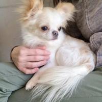 Chihuahua maschio adulto Pedigree Enci