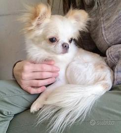 Chihuahua maschio adulto Pedigree Enci