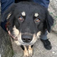 Tommy meticcio in adozione