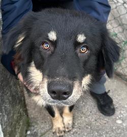 Tommy meticcio in adozione