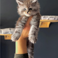 Cuccioli di Maine coon