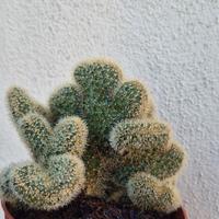 cactus pianta grassa cleistocactus winterii cresta
