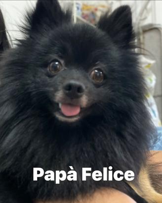 Pomerania