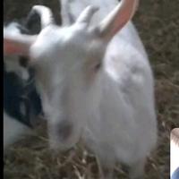 Capretta femmina giovane