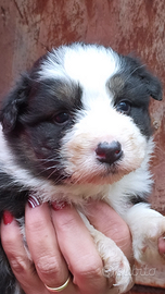 Australian shepherd cucciole