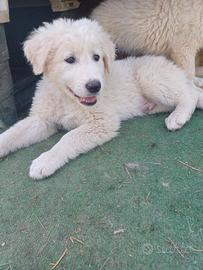 Cucciolo Maremmano