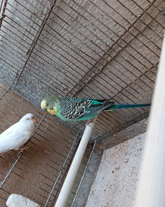 Coppia Cocoriti