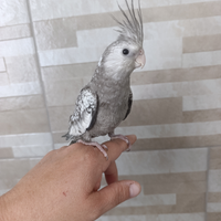 Calopsite Allevato a mano